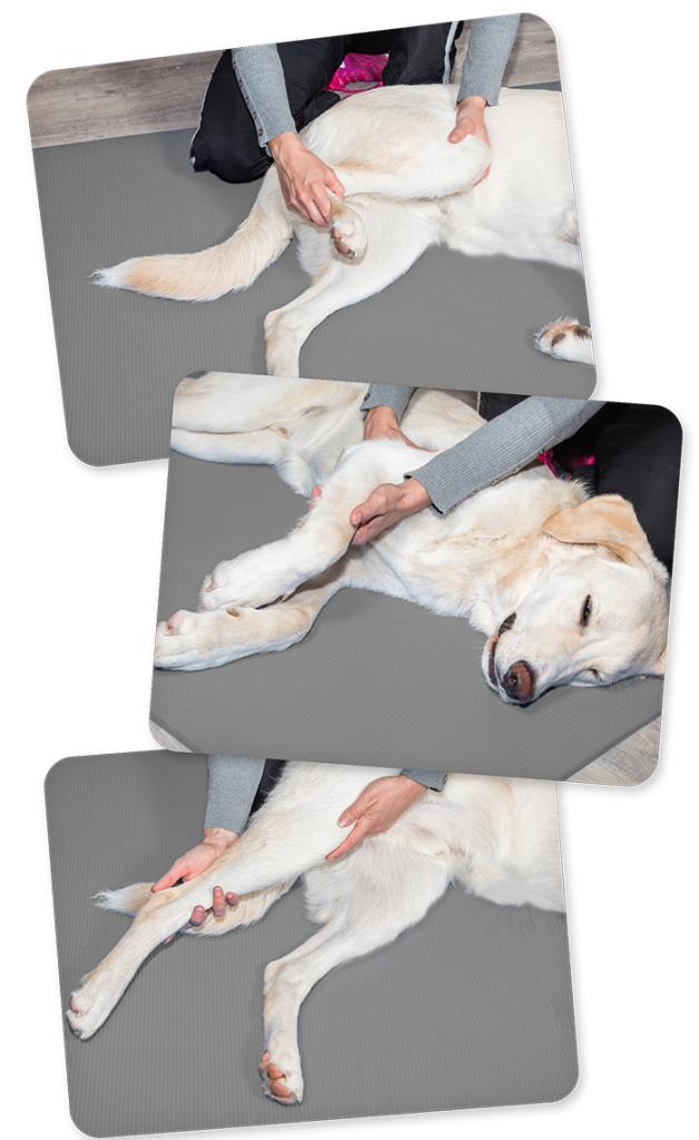 Canine Massage Dallas Texas